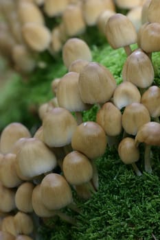 Small mushrooms on green moss cushion