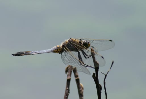 Dragonfly