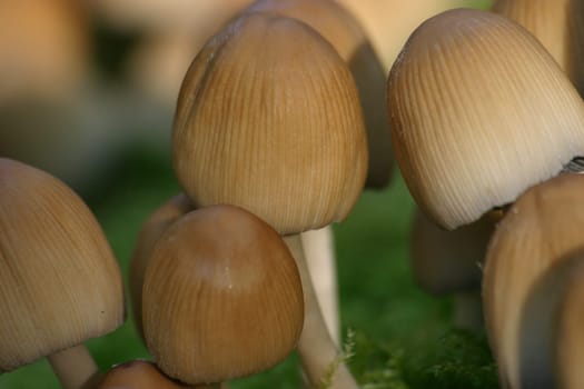 Small mushrooms on green moss cushion