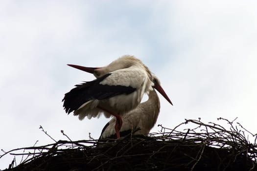 rattle stork