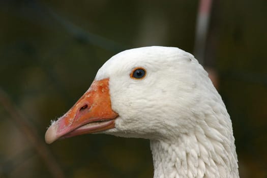 Domestic goose