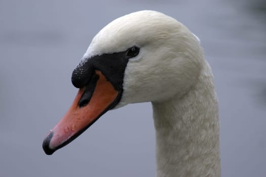 Swan portrait