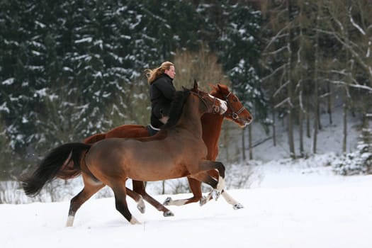 Shooting on 29.12.05 "Horses in the snow"""