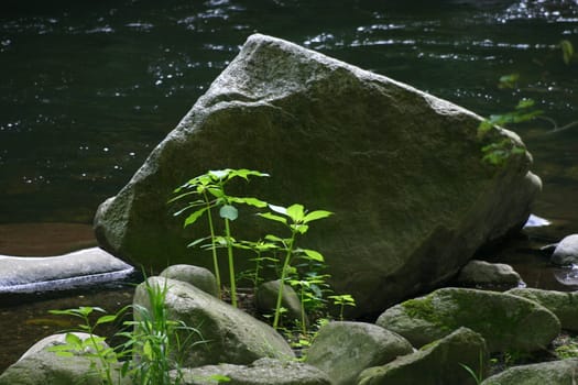 Greens and rocks in the Bode near Thale (Harz)
