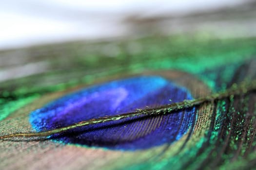 Feather blaze of color