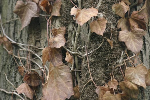 Withered ivy tendrils on a tree