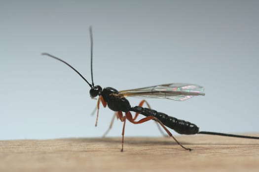 Ichneumon wasps lay their eggs in other insects. During their development,the wasp larvae feed on the body of the host insect. In this way,they often destroy harmful insects. The female often pierces bark with her long laying borer