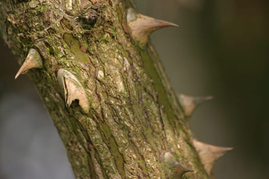 Branch with spines