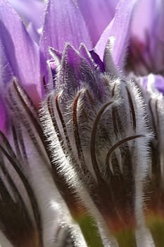 I've just arrived at the flowers on my hard drive. I would be grateful to the plant connoisseurs among you if you could tell me if this is actually a crocus :-)