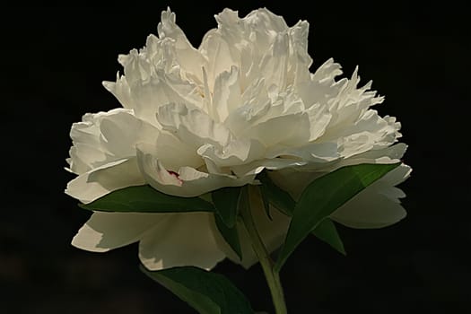 My favorite carnation macro