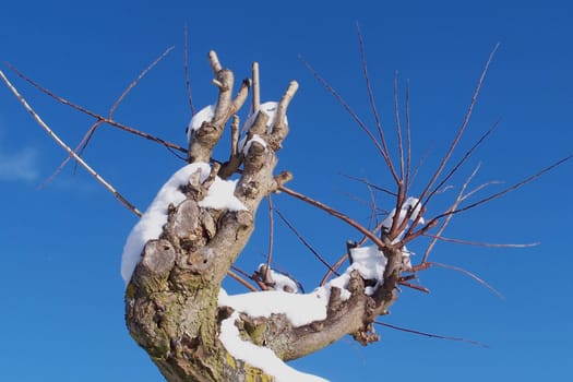 Willow trunk
