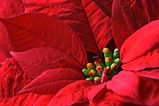 Poinsettia