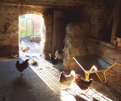 Ancient chicken coop