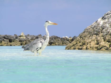 Heron