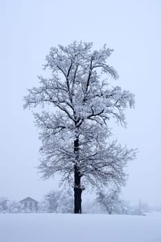 The tree
