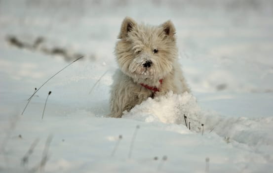 Our dog in the snow after flitting and wilting  ) Snow is so much fun for her