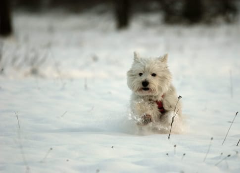 Jiiipiiiii snow