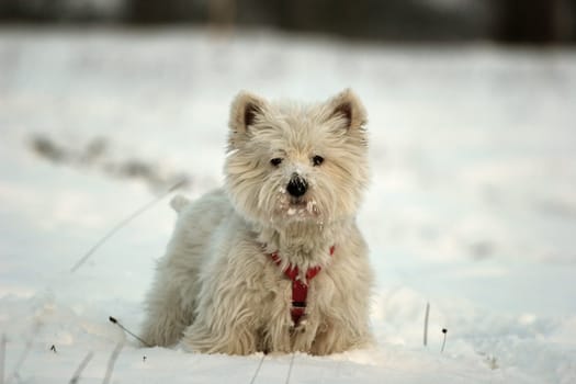 Snow Tiger part2