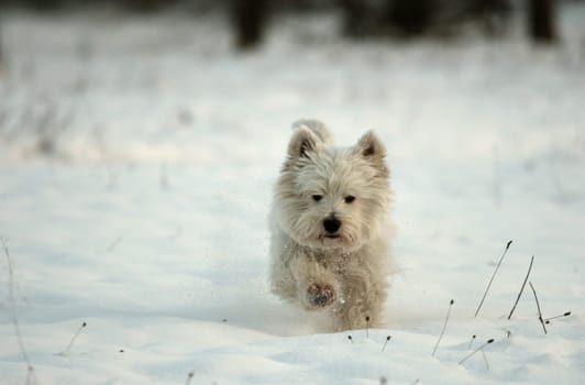 Snow Tiger part3