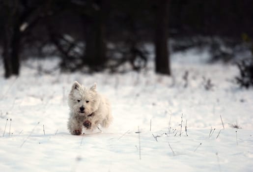 Dashing in the snow