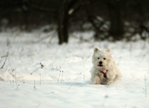 Snow Tiger part4