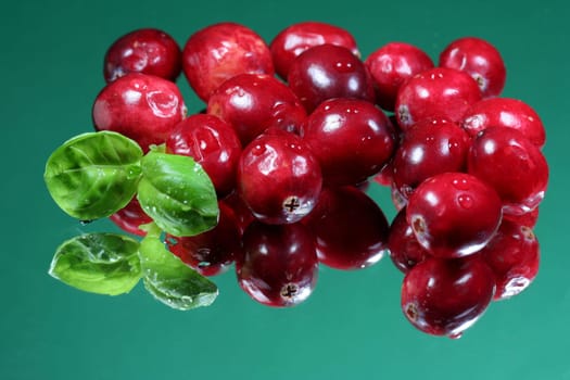 The basil is intended to illustrate the size ratio.