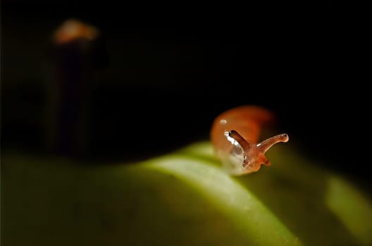 Snail 3