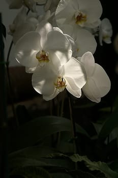 Photographed in the orchid exhibition at the Palmengarten in Frankfurt,April 2005