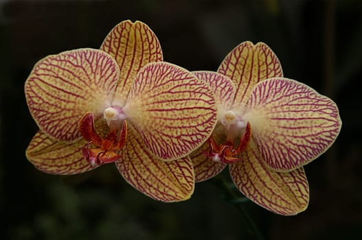 Photographed in an orchid exhibition in the Palmengarten in April 2005.