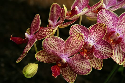 Yes,from the orchid exhibition in the Palmengarten in Frankfurt,April 2005