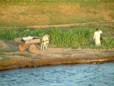 Arable farming on the Nile