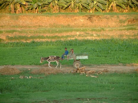 Agriculture