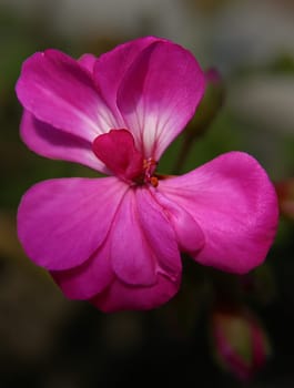 I'm still with my flowers :-)) I consider this to be a flourishing pelargonium,but I can certainly be taught a better lesson.