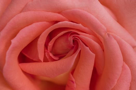 Rose blossom in detail