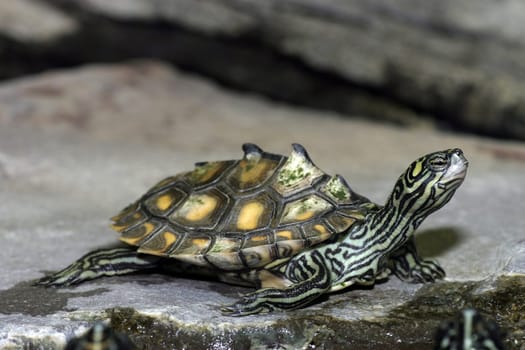 Sea turtle