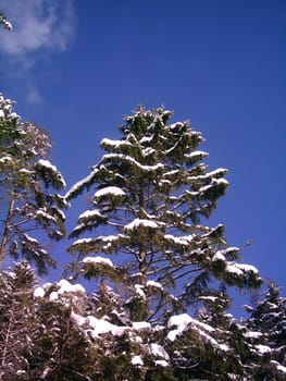 Winter sun