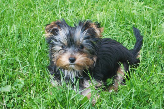 A puppy in spring
