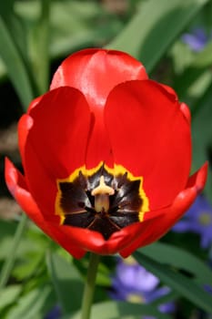 Tulip