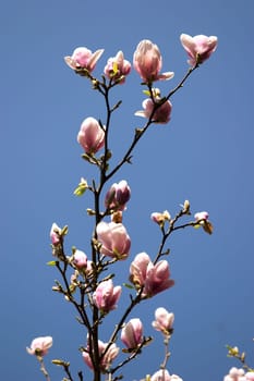 Tulip tree