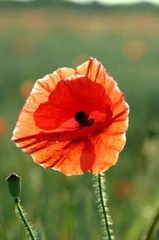 Poppy