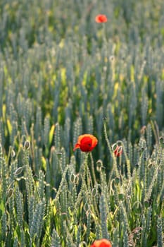 Poppy
