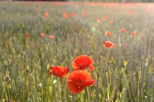 Poppy field