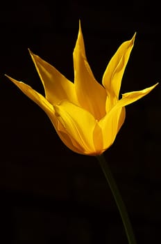 Recorded in April 2005 at the Palmengarten in Frankfurt. At the moment I'm sorting through my flowers on the hard drive before I burn a lot on DVD and then get it down from the computer. That's why so many flowers from me at the moment!
