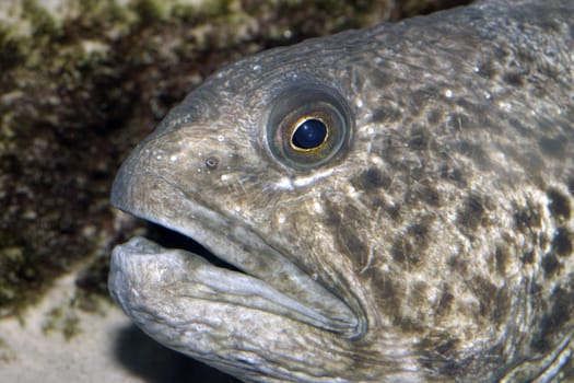 Fischkopp