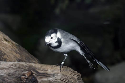 Prima Balerina