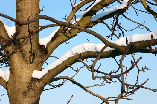 Snow tree