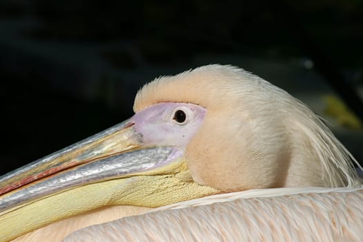 Peliportrait