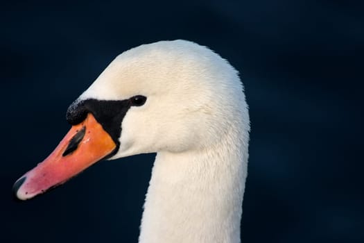 Goosehead 10