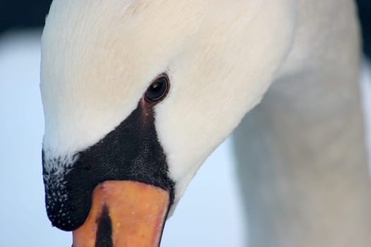 Swan's eye