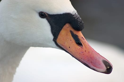 Goosehead 12